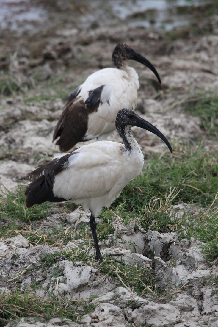 Ngorongoro Krater Heilige Ibis (Threskiornis Aethiopicus) (1801)