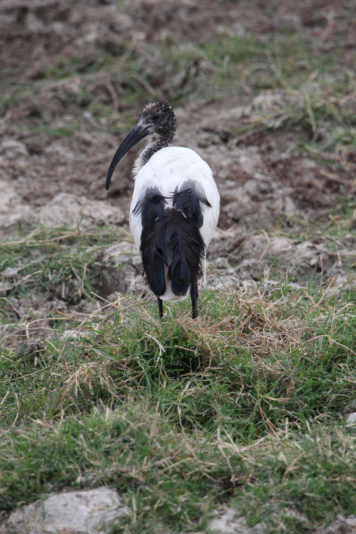 Ngorongoro Krater Heilige Ibis (Threskiornis Aethiopicus) (1802)