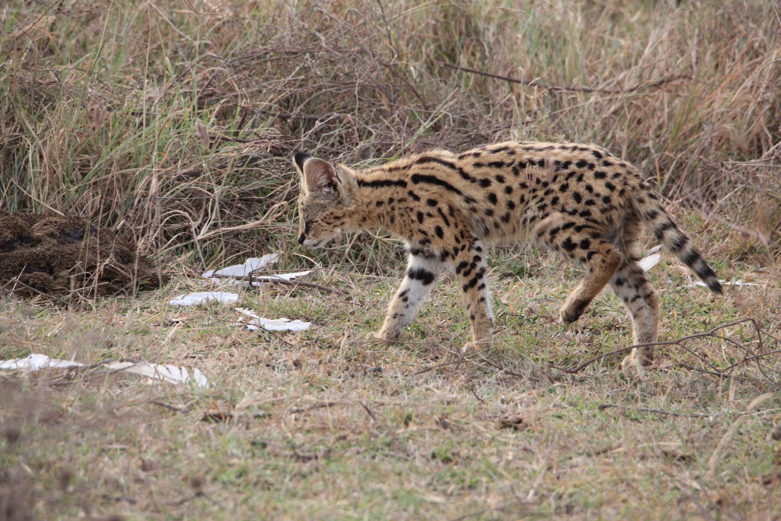 Ngorongoro Krater Serval (Leptailurus Serval) (1838)