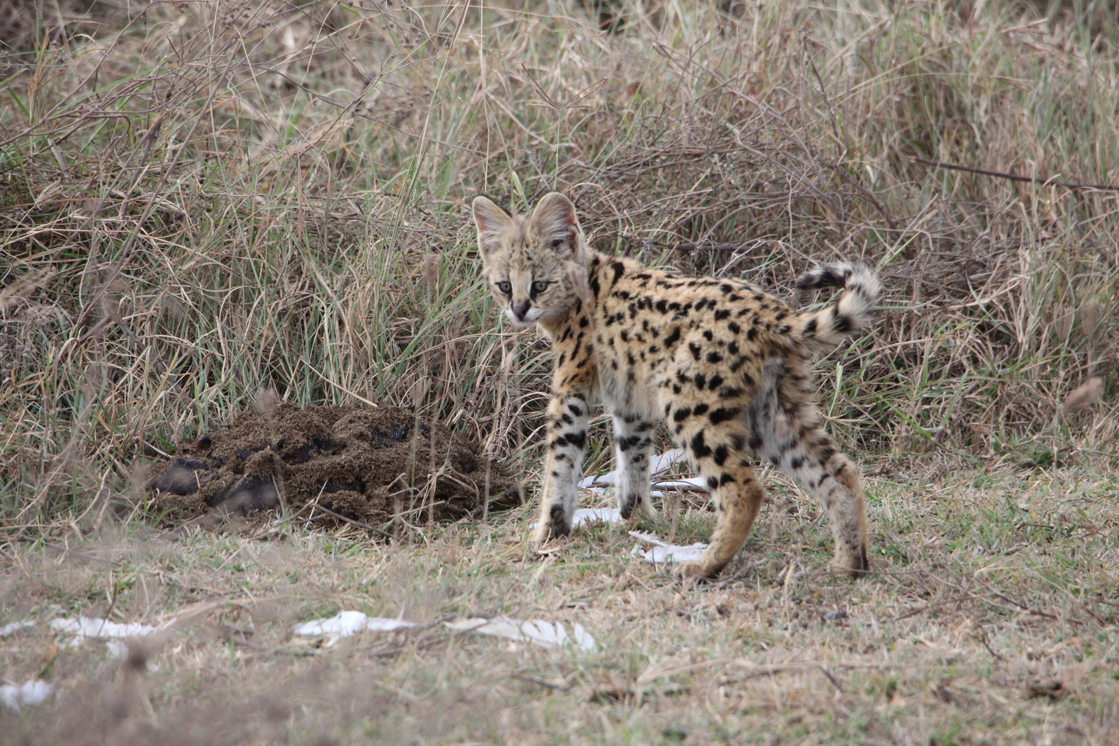 Ngorongoro Krater Serval (Leptailurus Serval) (1845)