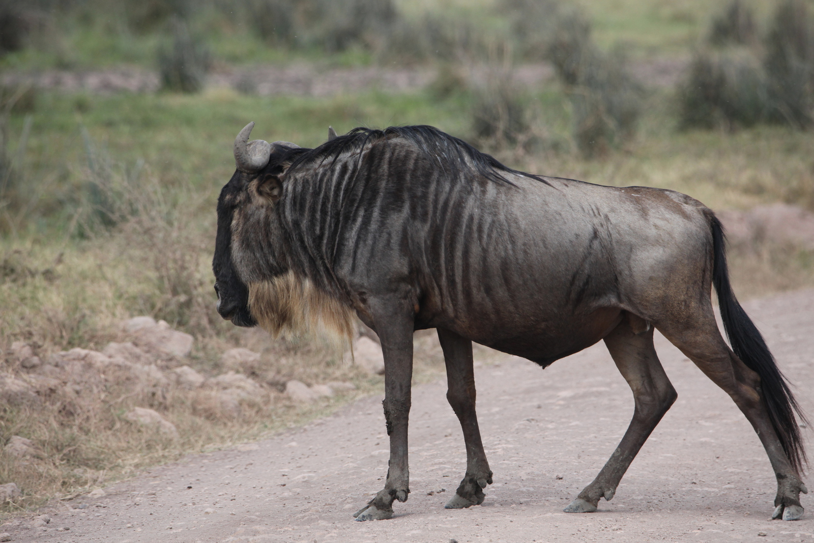 Ngorongoro Krater Wildebeest  (Connochaetes Taurinus) (1864)