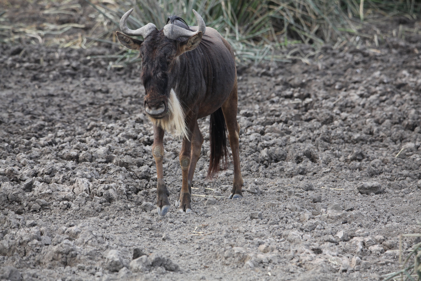 Ngorongoro Krater Wildebeest  (Connochaetes Taurinus) (1874)