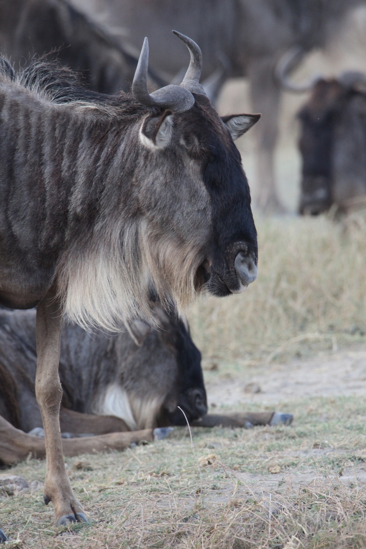 Ngorongoro Krater Wildebeest  (Connochaetes Taurinus) (1895)