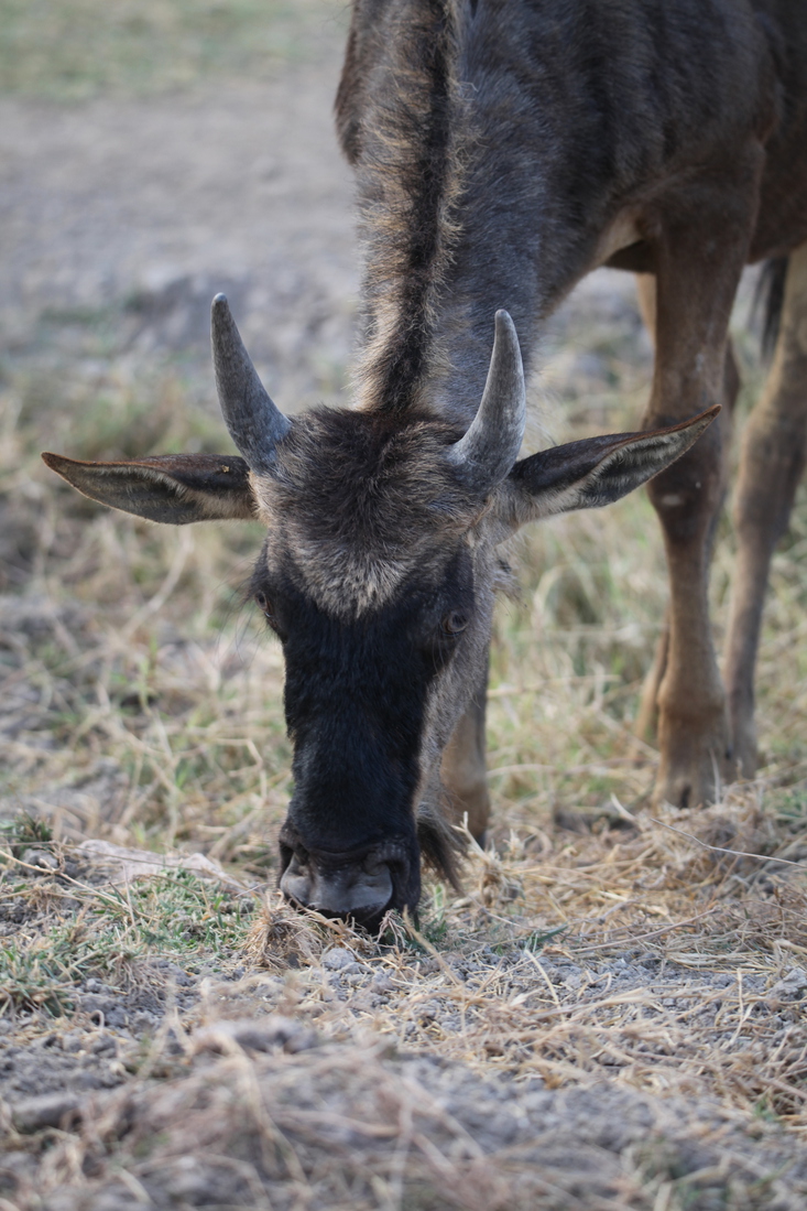 Ngorongoro Krater Wildebeest  (Connochaetes Taurinus) (1898)