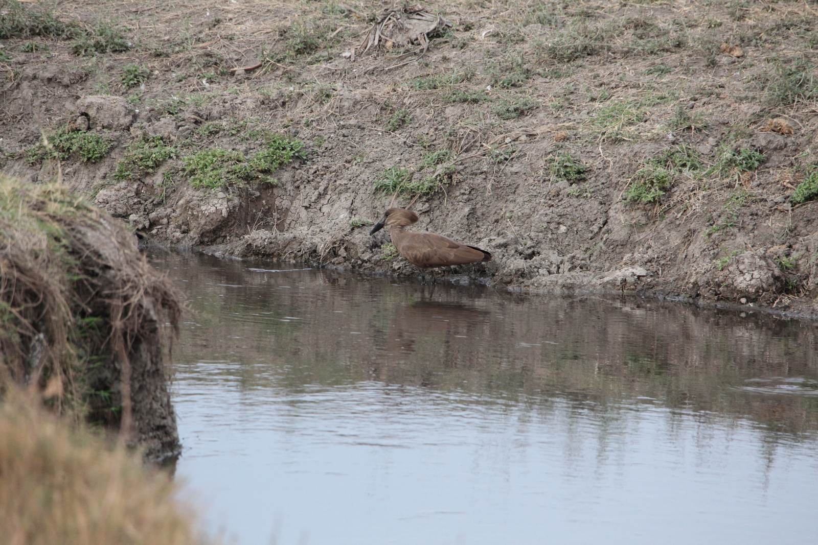 Ngorongoro Krater Hamerkop (Scopus Umbretta) (1960)