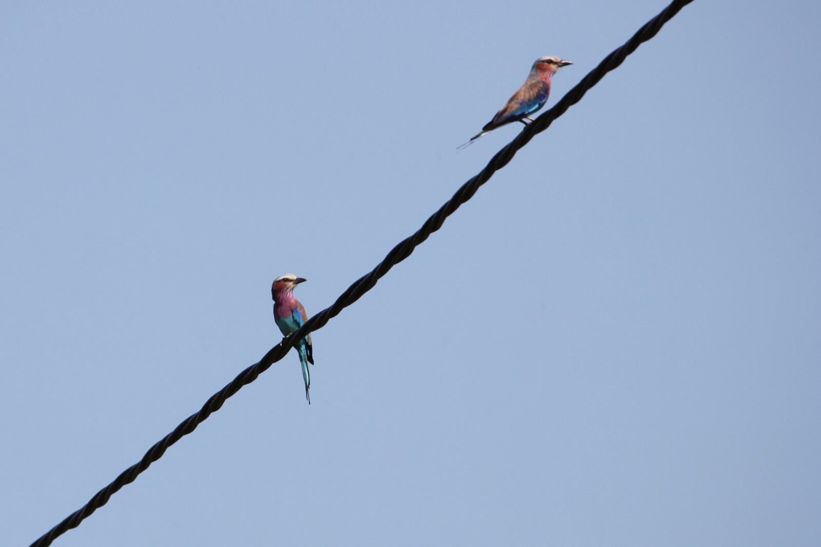 Zanzibar Vorkstaartscharrelaar (Coracias Caudatus) (2242)