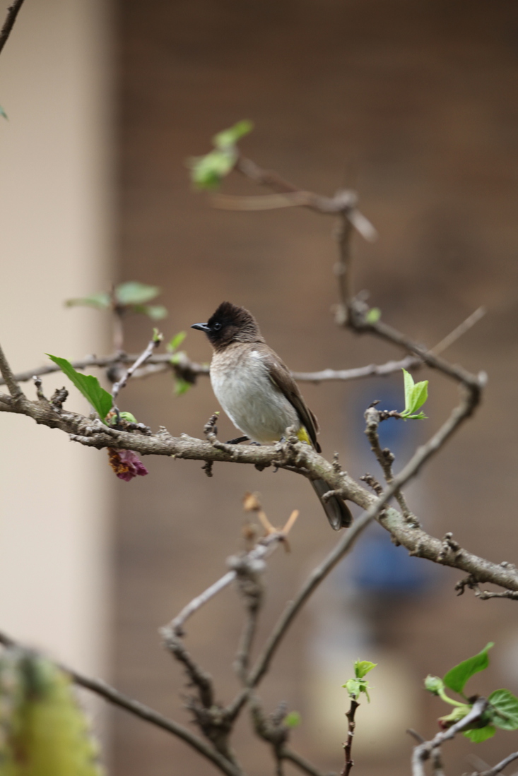 Zanzibar Grauwe Buulbuul (Pycnonotus Barbatus) (2014)