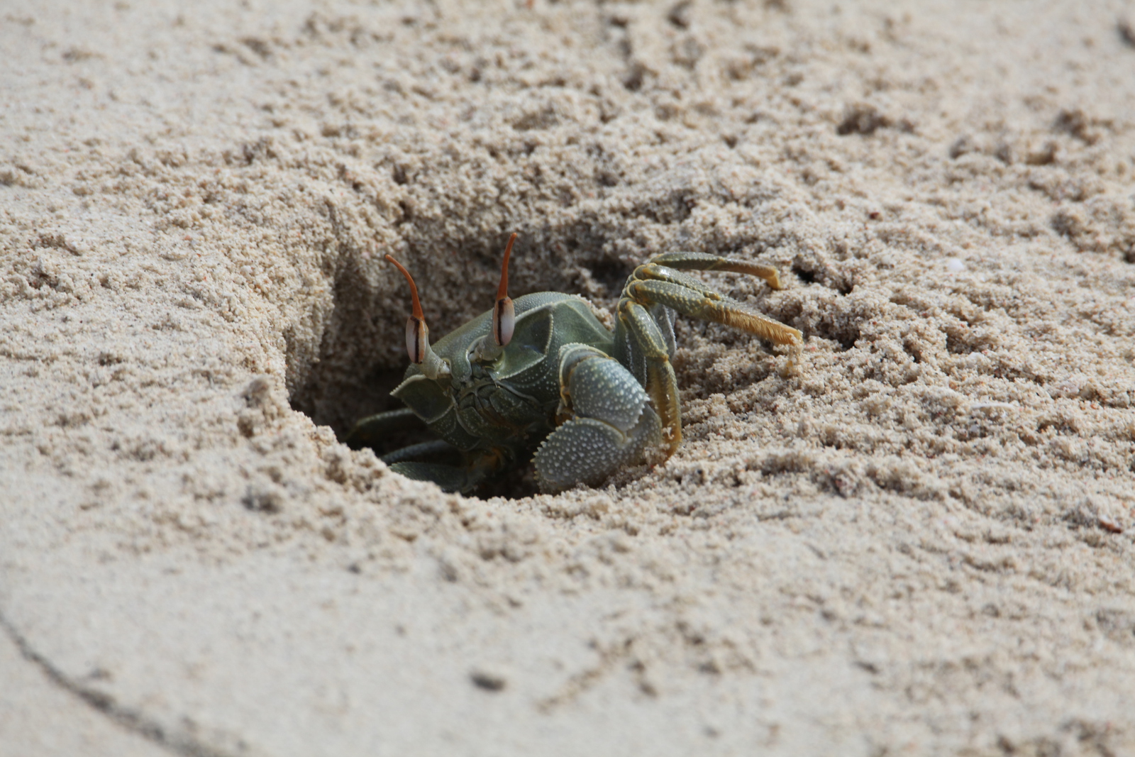 Zanzibar Ocypode Ceratophthalmus (Ocypode Ceratophthalmus) (2101)