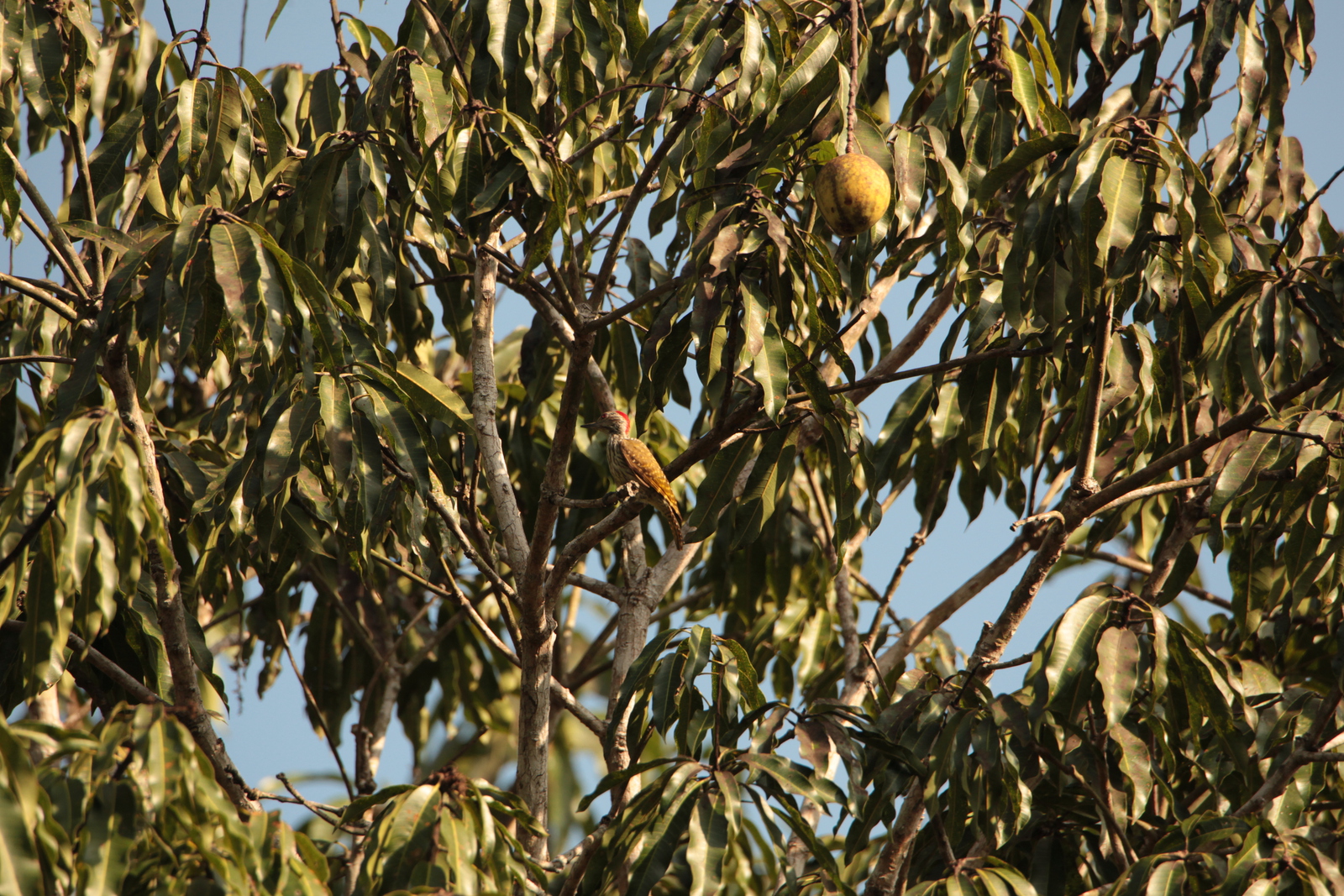 Zanzibar Kardinaalspecht (Dendropicos Fuscescens) (2153)