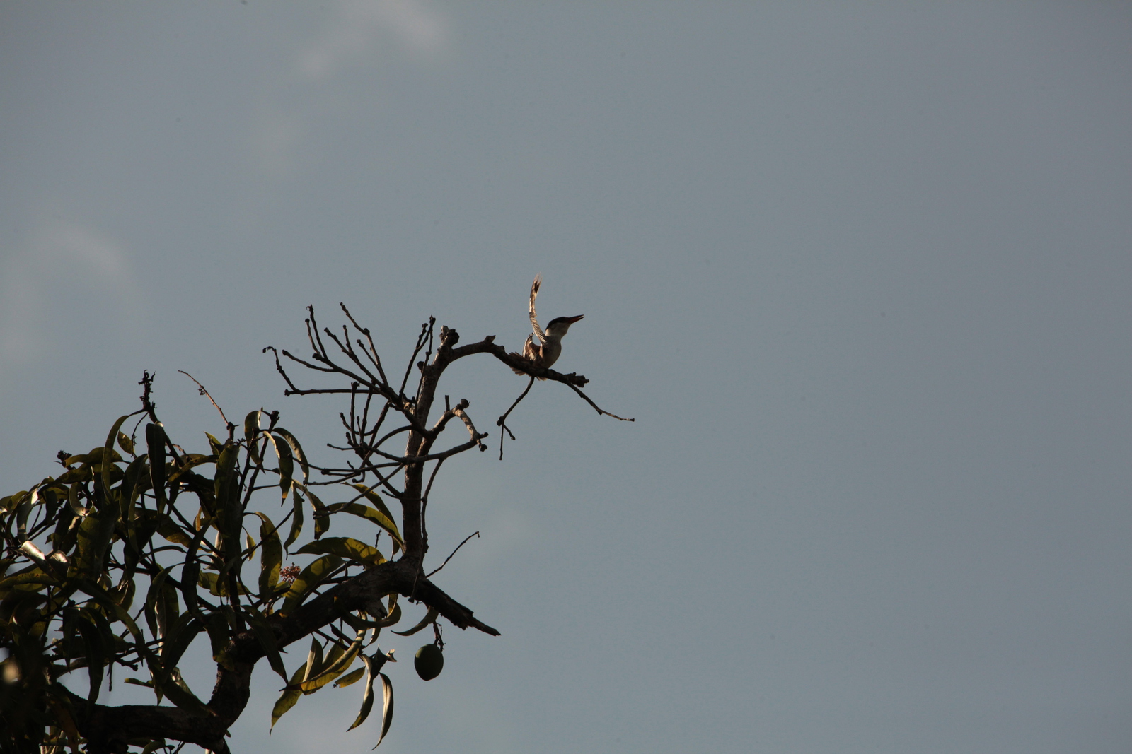 Zanzibar Gestreepte IJsvogel (Halcyon Chelicuti) (2165)