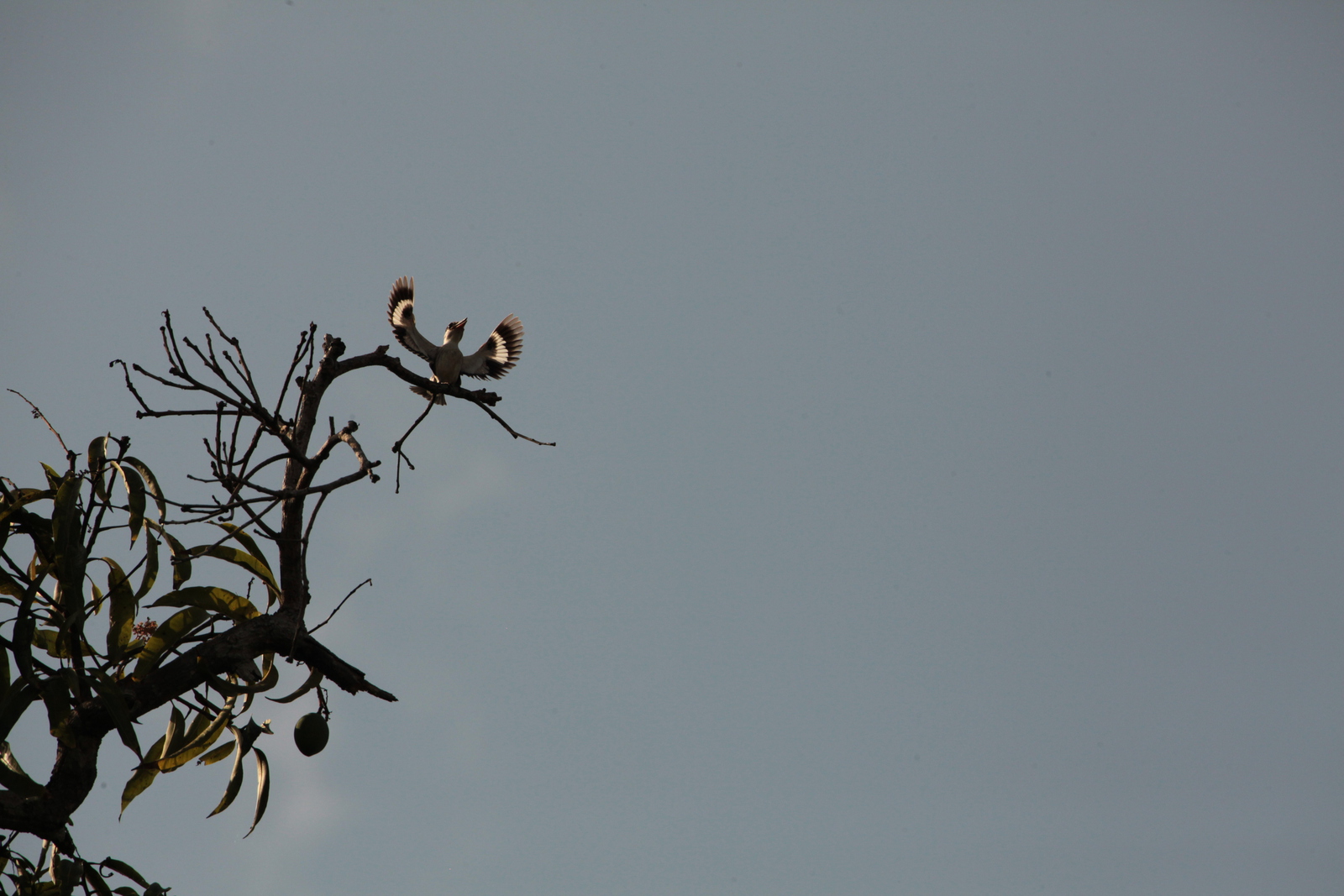 Zanzibar Gestreepte IJsvogel (Halcyon Chelicuti) (2167)