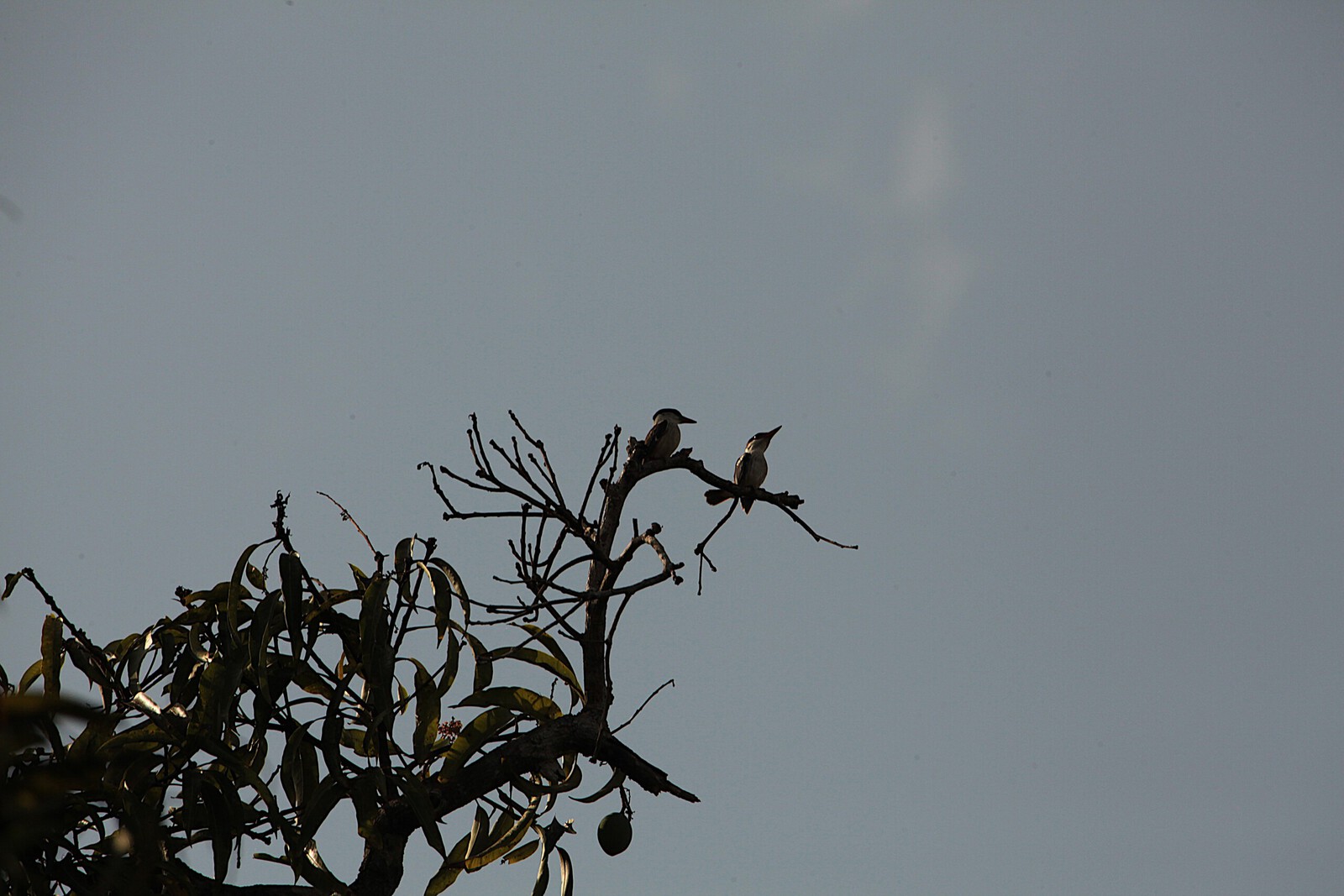 Zanzibar Gestreepte IJsvogel (Halcyon Chelicuti) (2171)