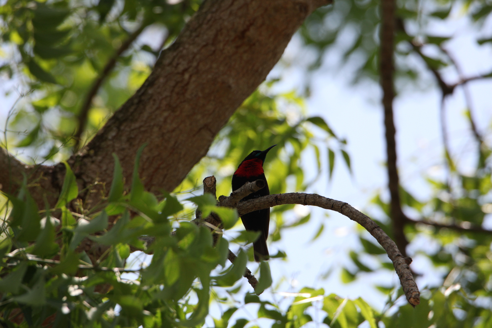 Zanzibar Roodborsthoningzuiger (Chalcomitra Senegalensis) (2200)