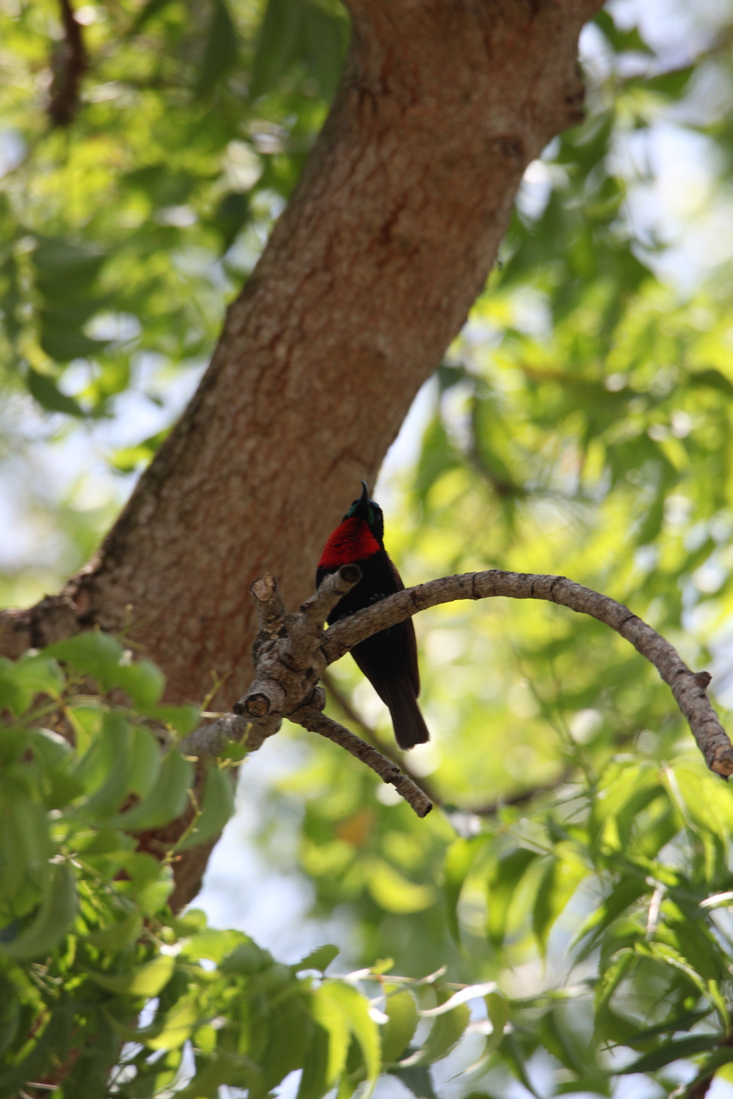 Zanzibar Roodborsthoningzuiger (Chalcomitra Senegalensis) (2203)