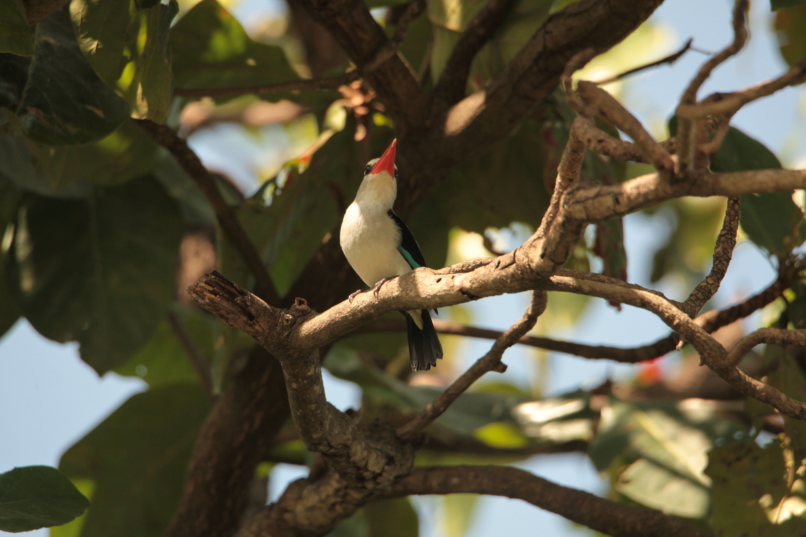 Zanzibar Mangrove IJsvogel (Halcyon Senegaloides) (2184)