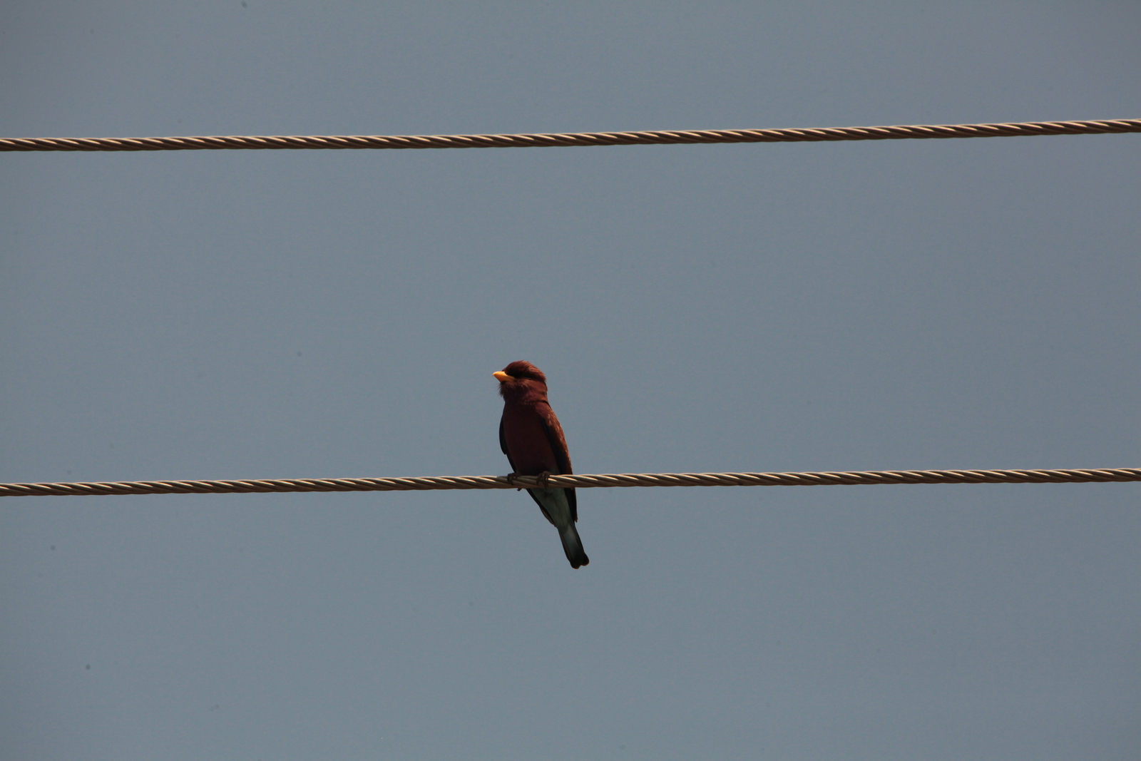 Zanzibar Breedbekscharrelaar (Eurystomus Glaucurus) (2192)