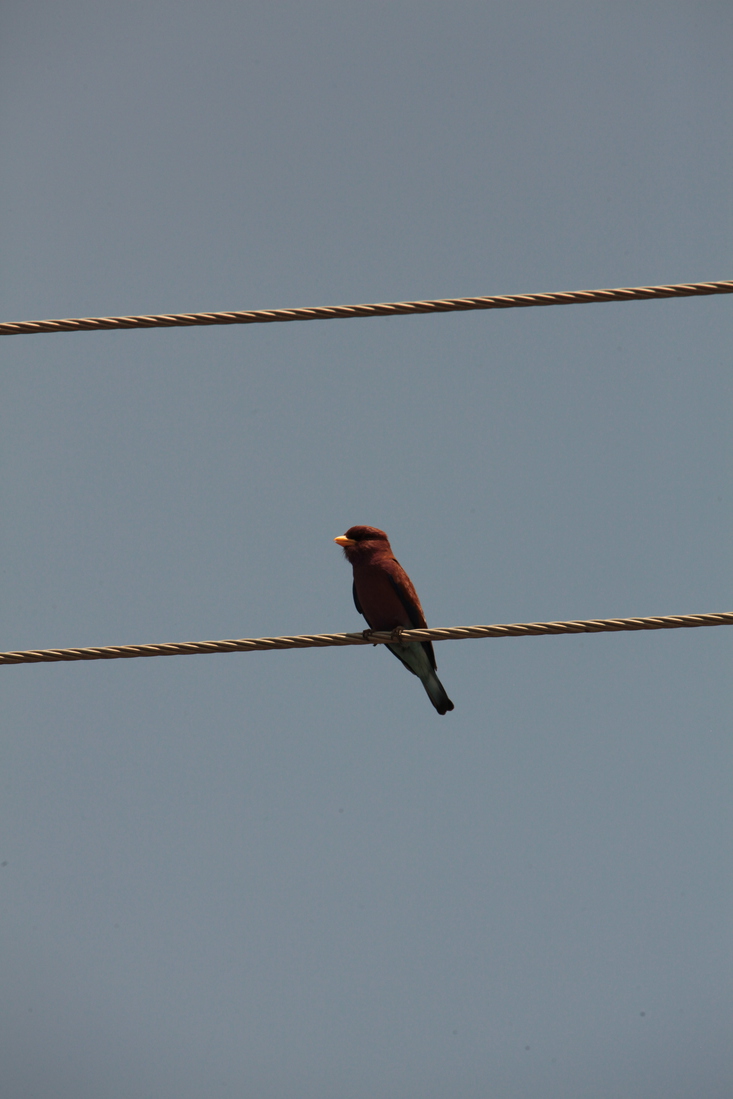 Zanzibar Breedbekscharrelaar (Eurystomus Glaucurus) (2193)