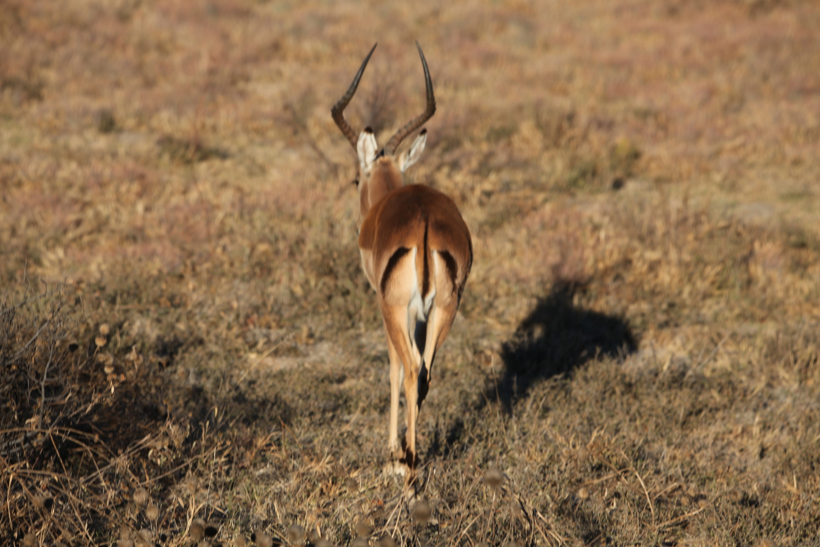 Khama Rhino Sanctuary: Impala (Aepyceros Melampus).0010