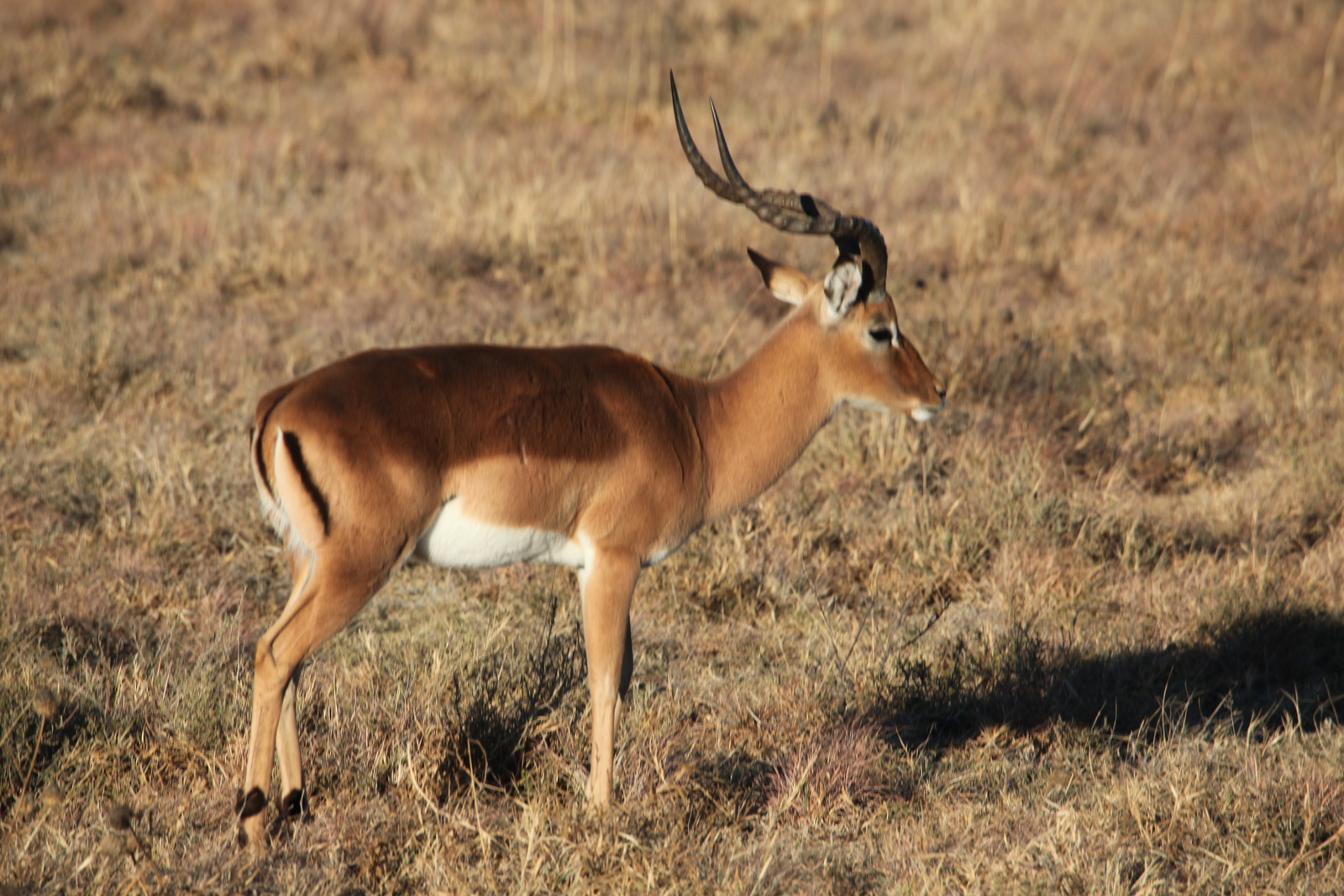 Khama Rhino Sanctuary: Impala (Aepyceros Melampus).0011