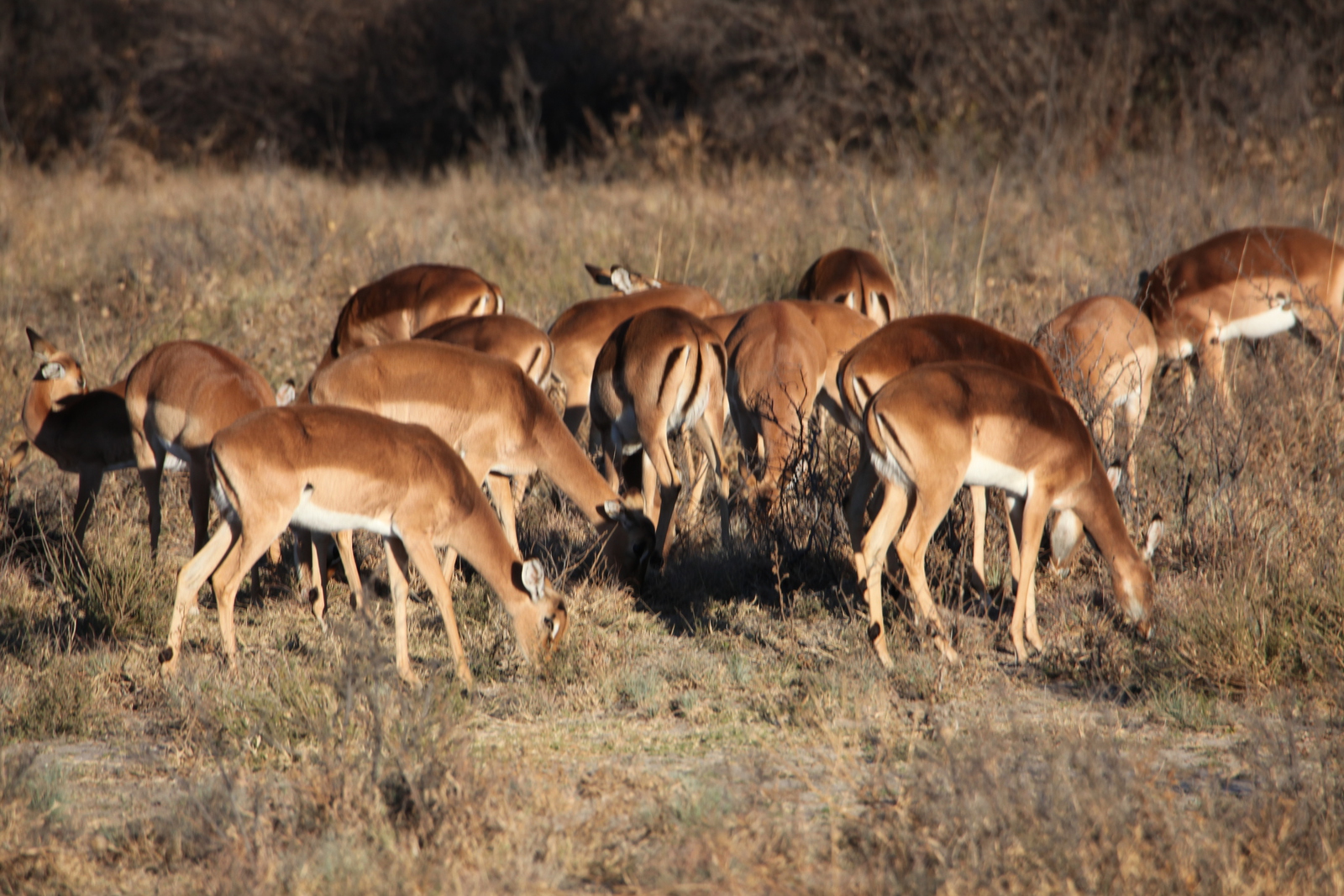 Khama Rhino Sanctuary: Impala (Aepyceros Melampus).0014