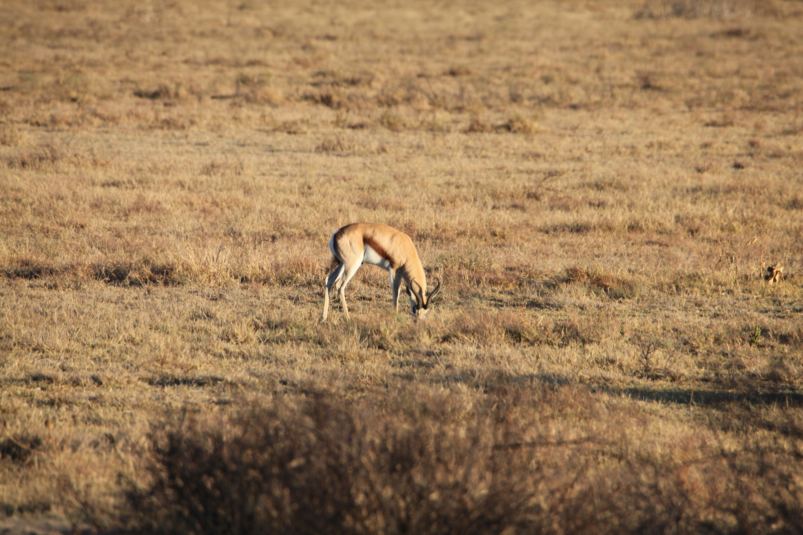 Khama Rhino Sanctuary: Springbok (Antidorcas Marsupialis).0006