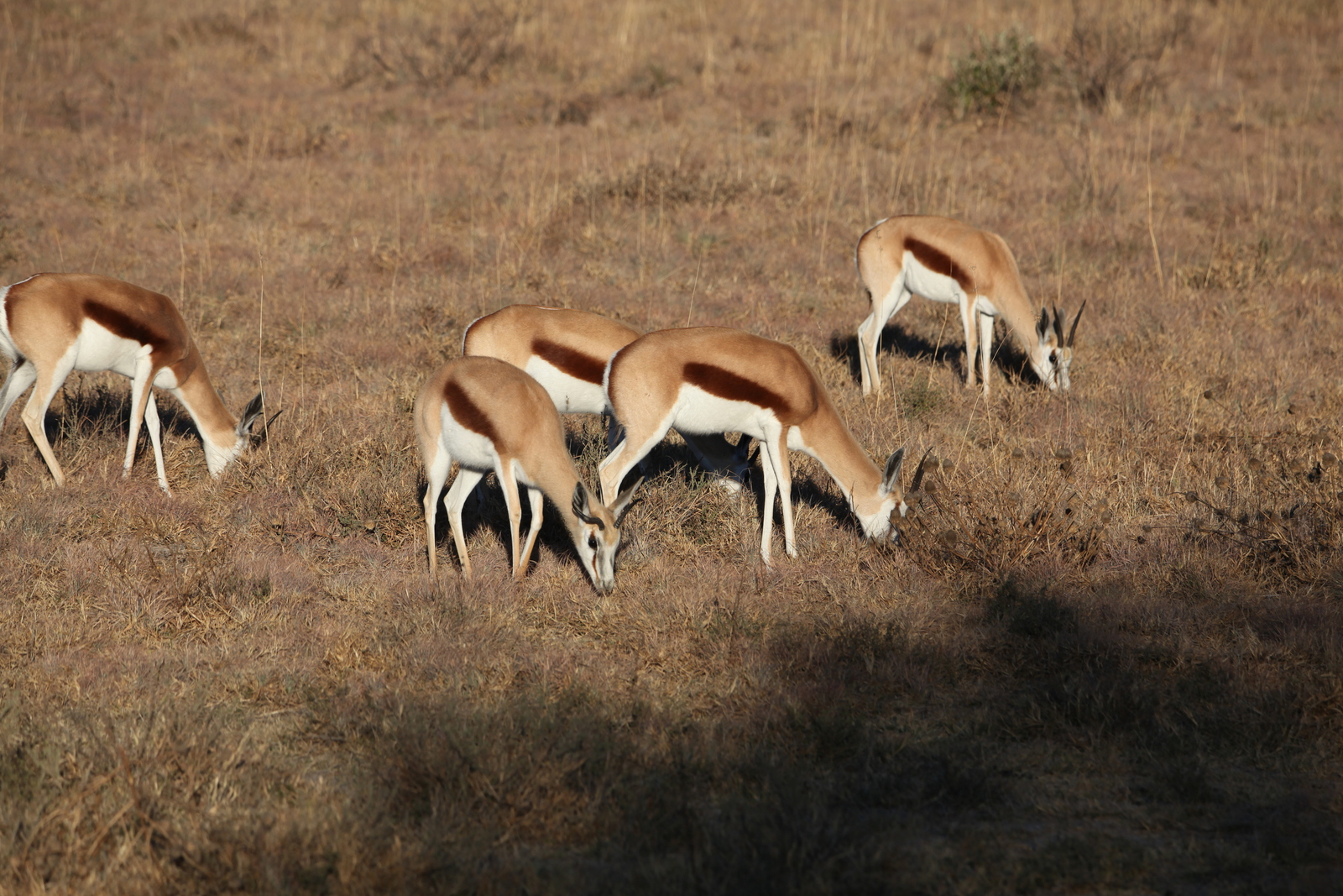 Khama Rhino Sanctuary: Springbok (Antidorcas Marsupialis).0012