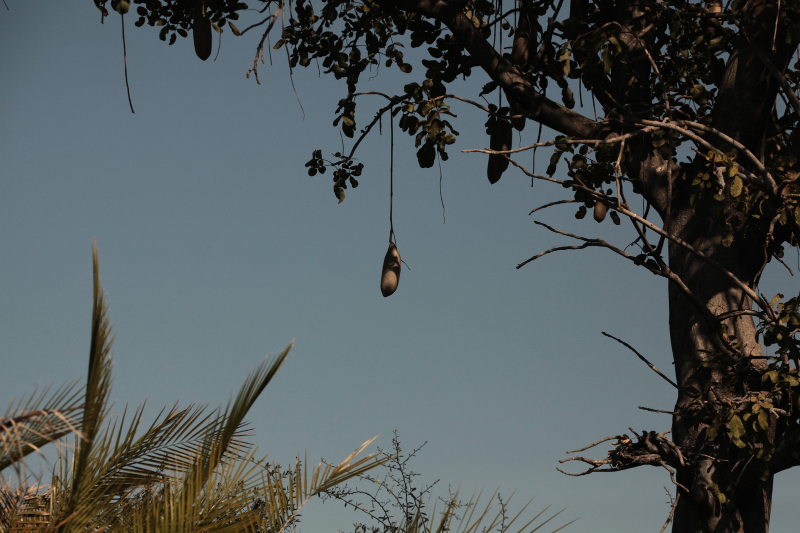 Inner Delta: Worstenboom (Kigelia Africana) 0118