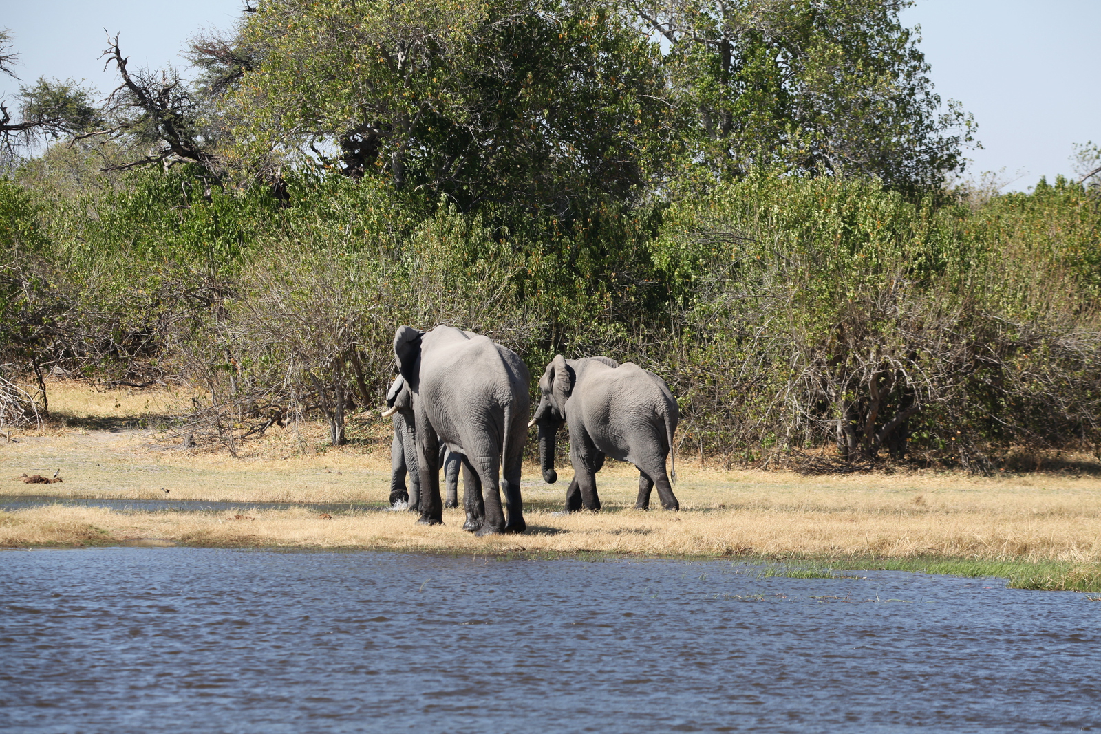 Khwai: Afrikaans Olifant (Loxodonta Africana).0135
