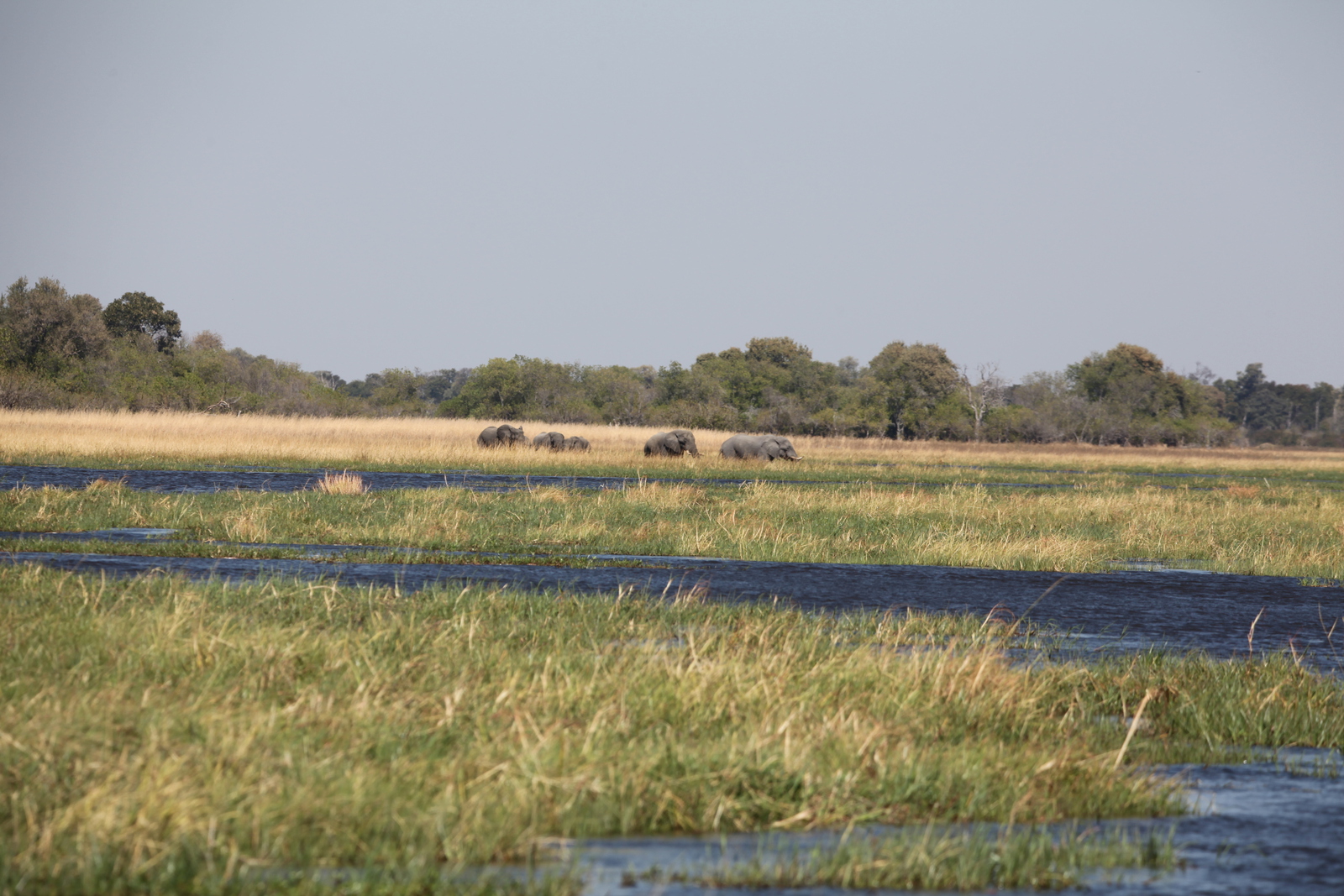 Khwai: Afrikaans Olifant (Loxodonta Africana).0139