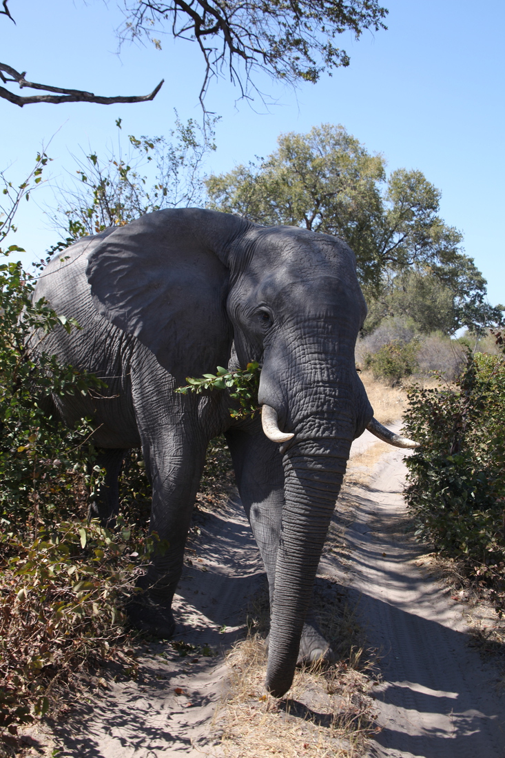 Khwai: Afrikaans Olifant (Loxodonta Africana).0157