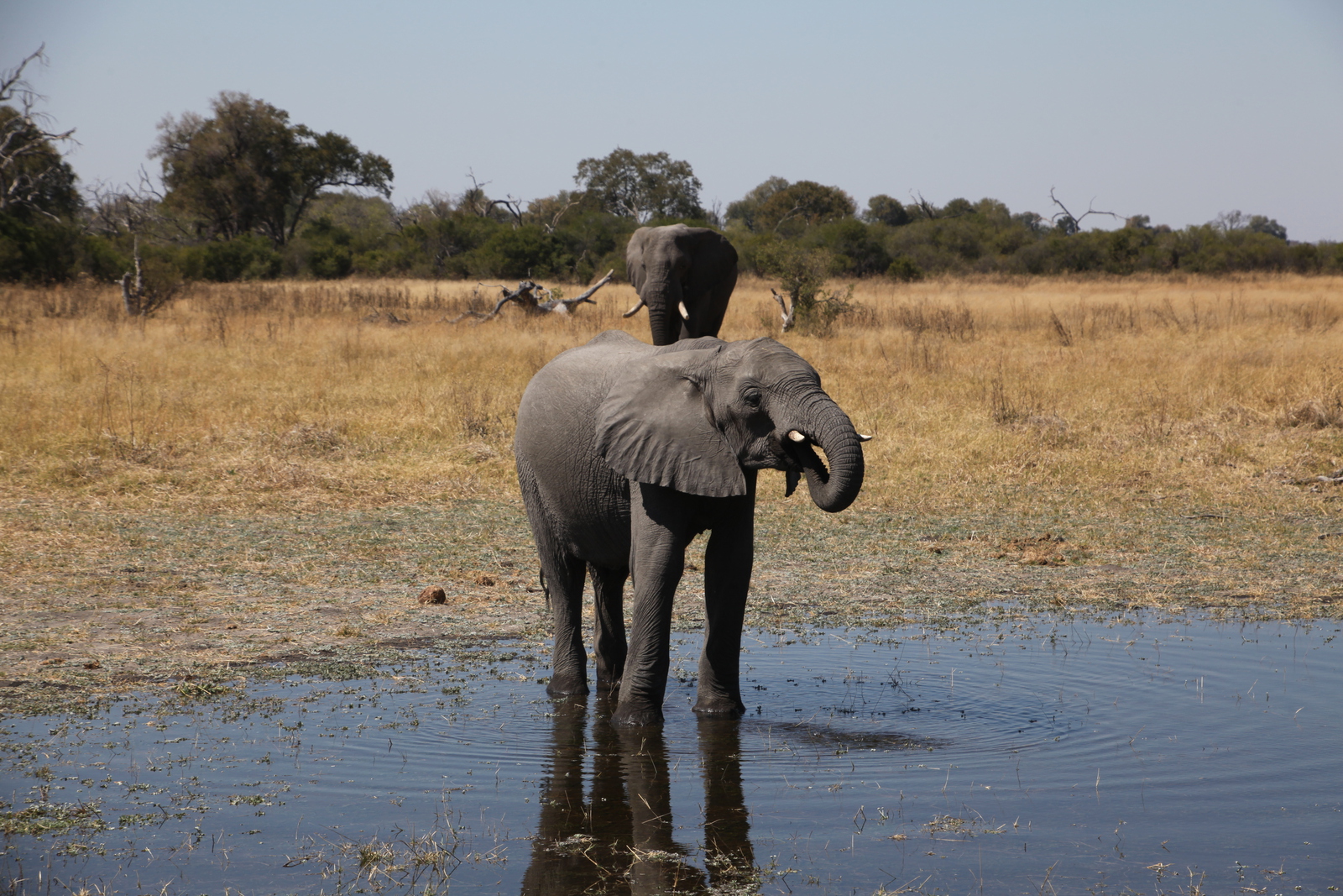 Khwai: Afrikaans Olifant (Loxodonta Africana).0166