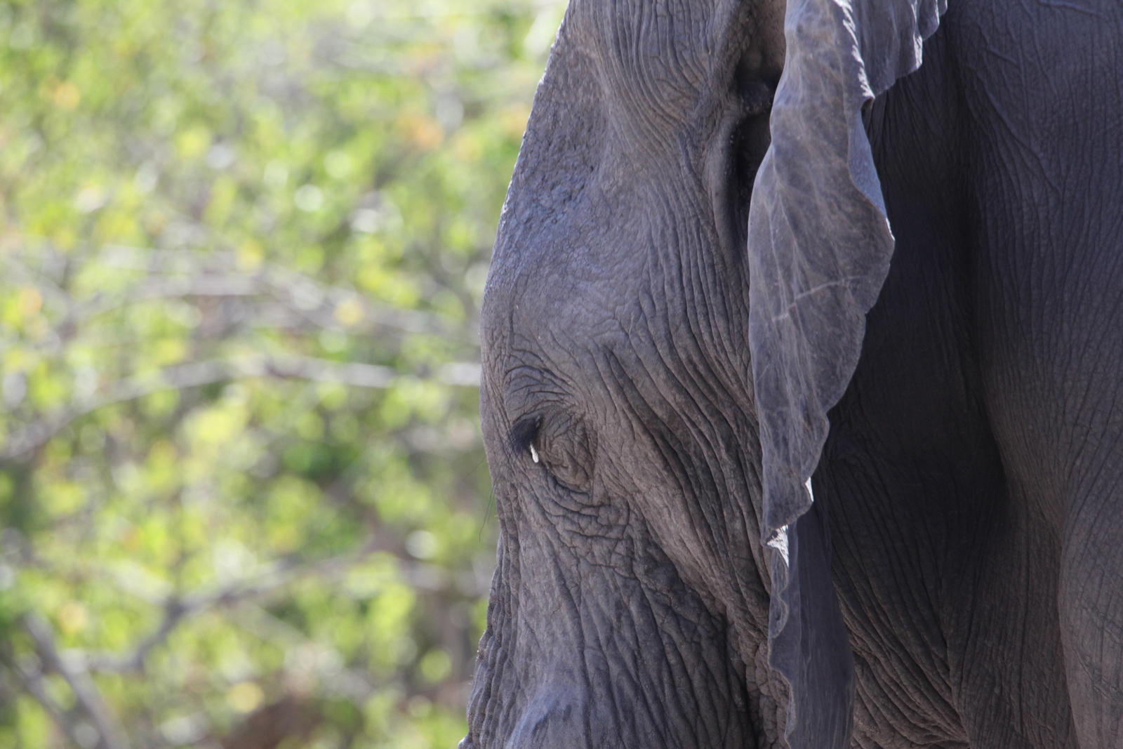 Khwai: Afrikaans Olifant (Loxodonta Africana).0174