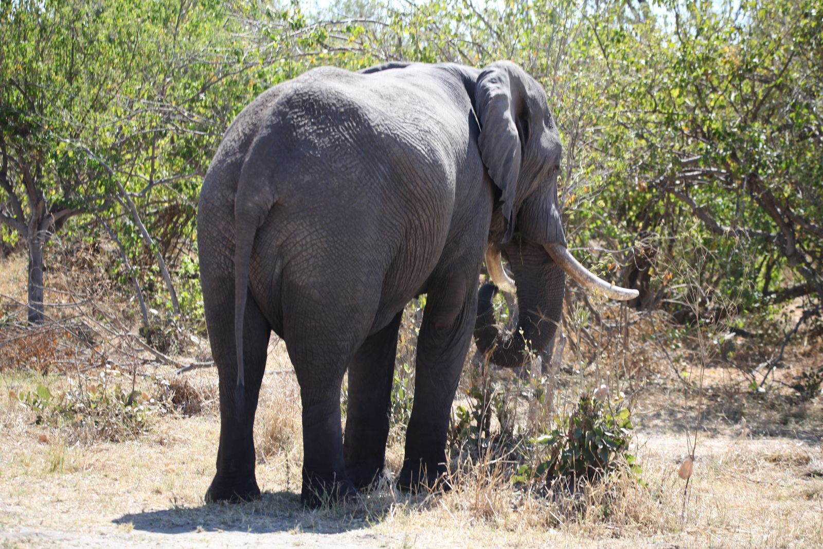Khwai: Afrikaans Olifant (Loxodonta Africana).0178