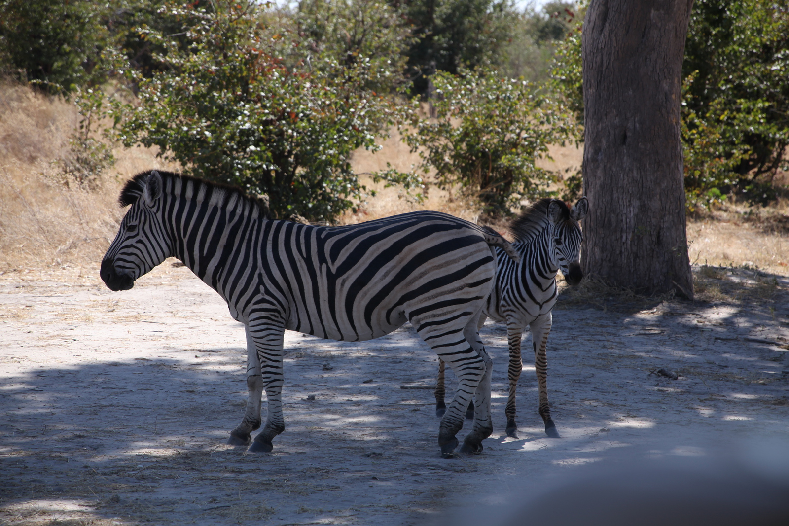 Khwai: Zebra (Equus Quagga).0180