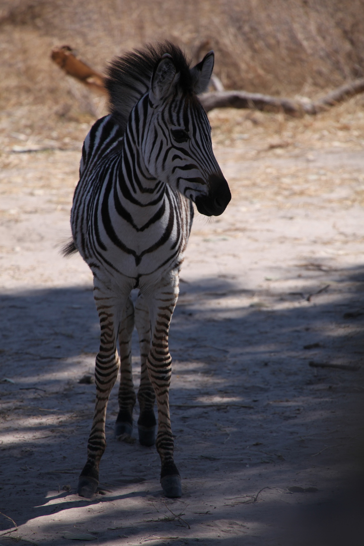 Khwai: Zebra (Equus Quagga).0182
