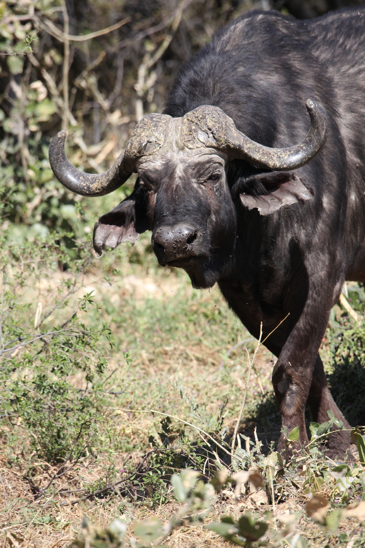 Khwai: Kafferbuffel (Syncerus Caffer).0228