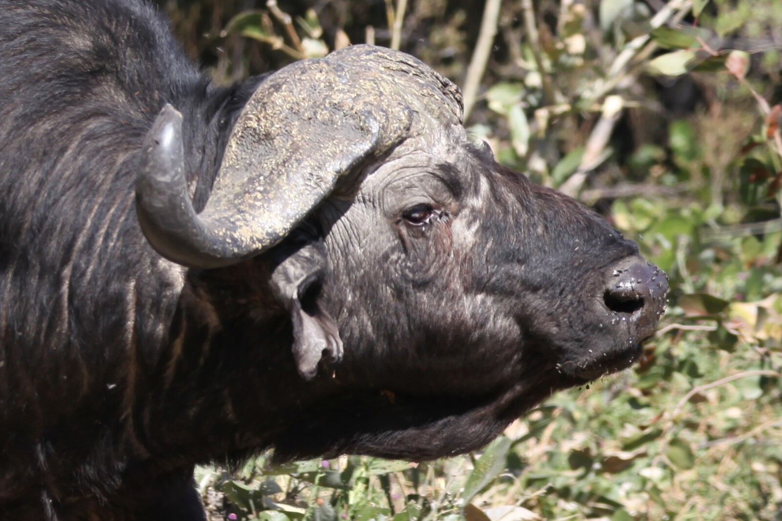 Khwai: Kafferbuffel (Syncerus Caffer).0229