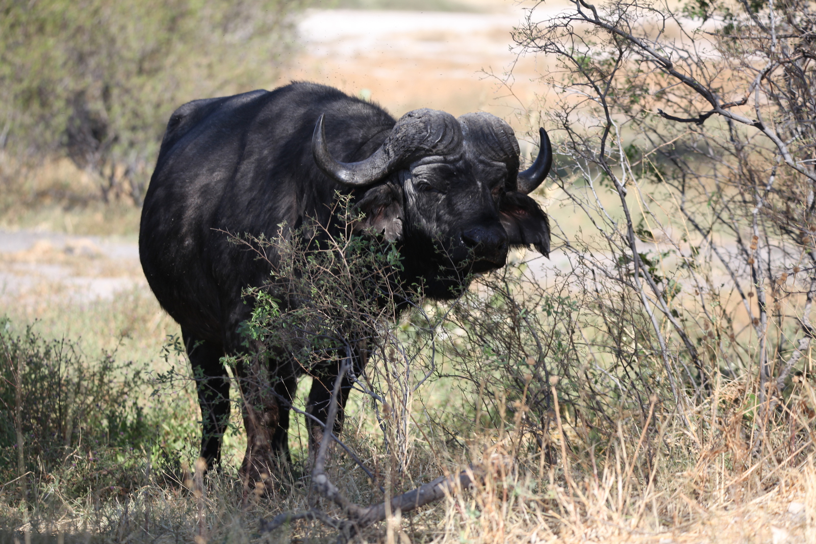Khwai: Kafferbuffel (Syncerus Caffer).0230