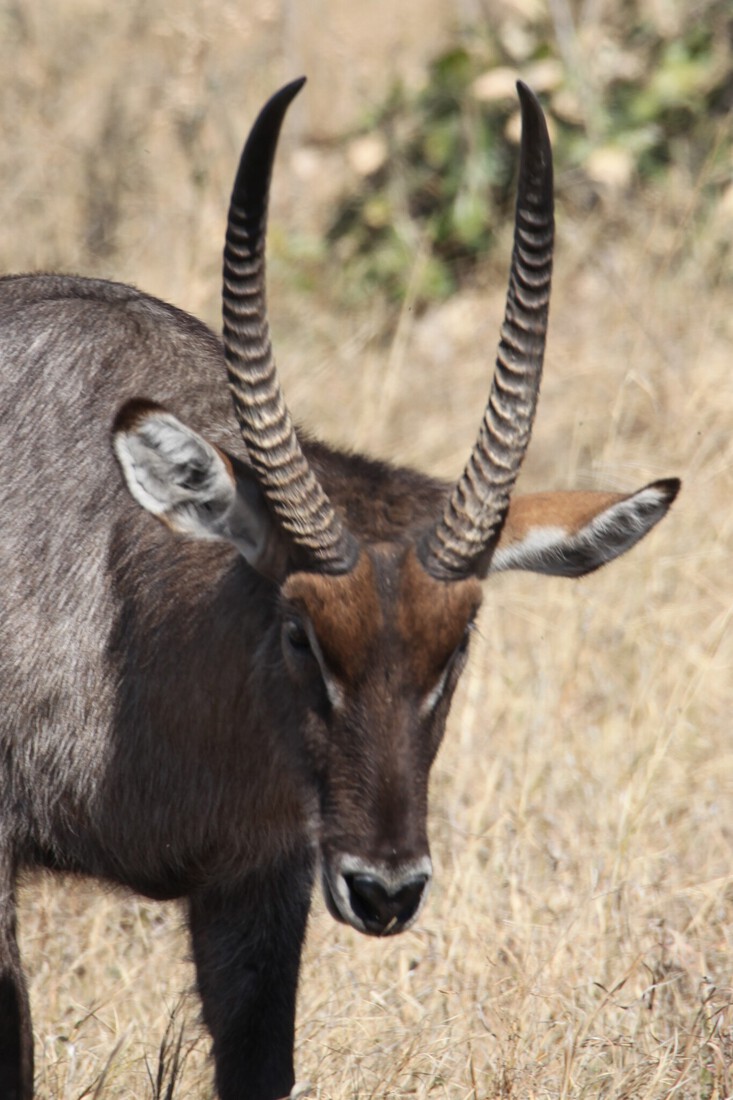 Khwai: Waterbok (Kobus Ellipsiprymnus).0233