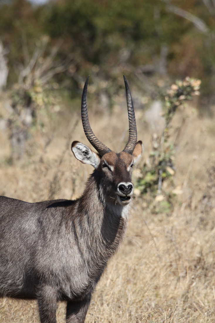 Khwai: Waterbok (Kobus Ellipsiprymnus).0235