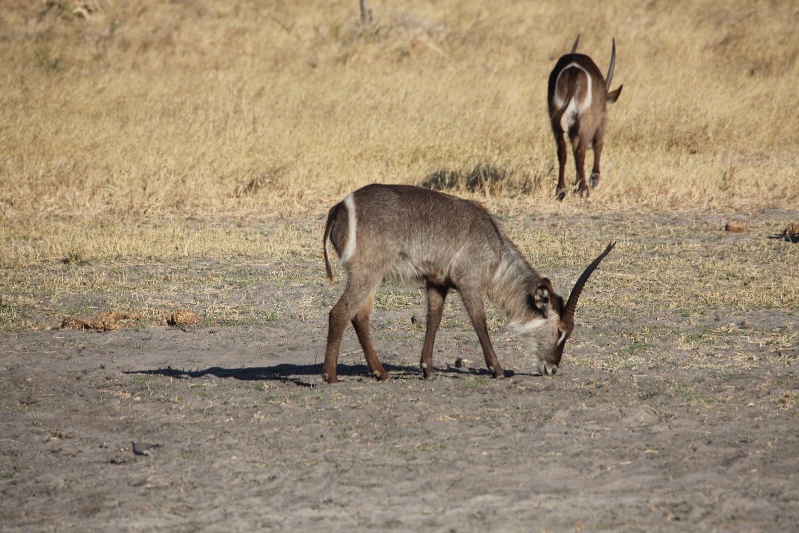Khwai: Waterbok (Kobus Ellipsiprymnus).0237