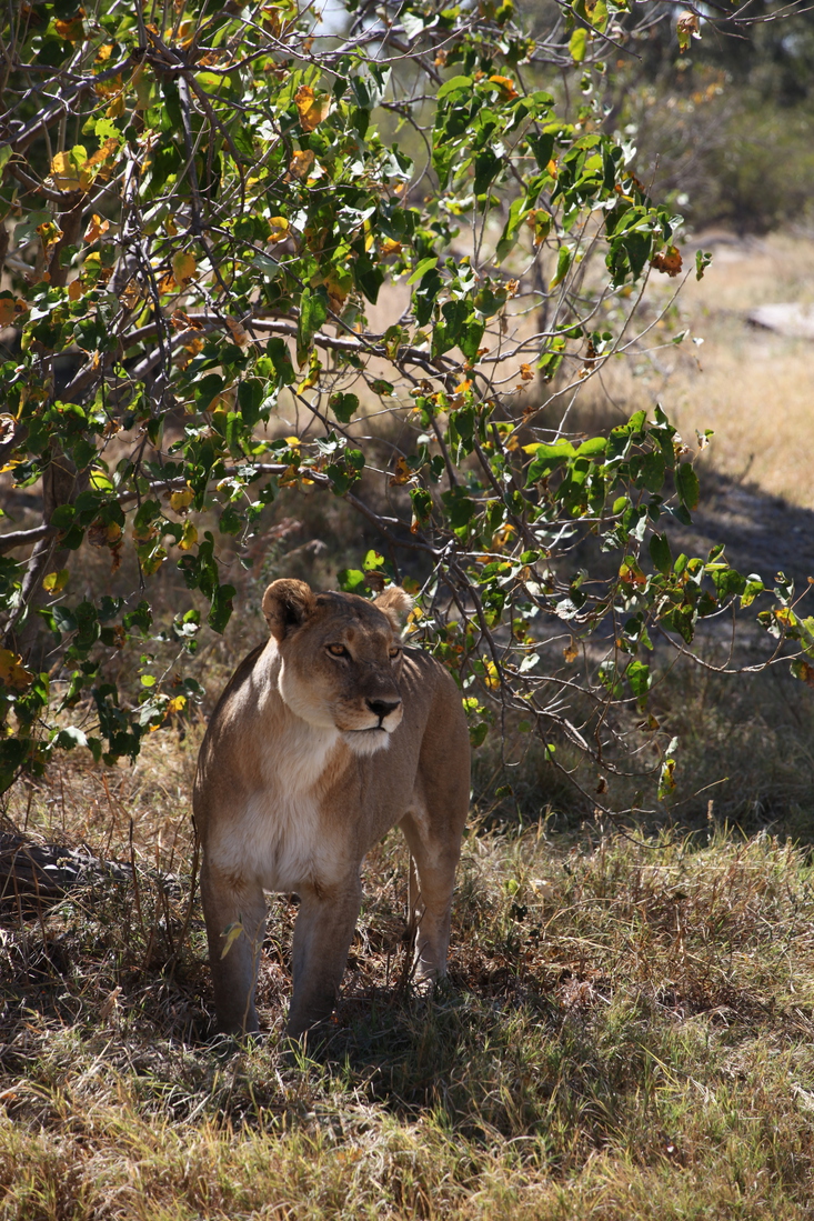 Khwai: Leeuw ( Panthera Leo).0190