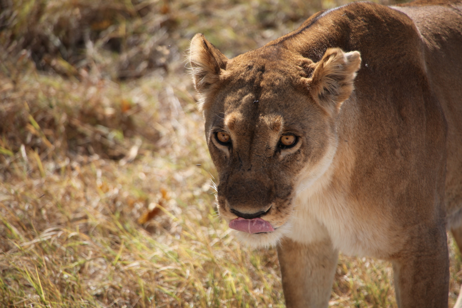Khwai: Leeuw ( Panthera Leo).0193