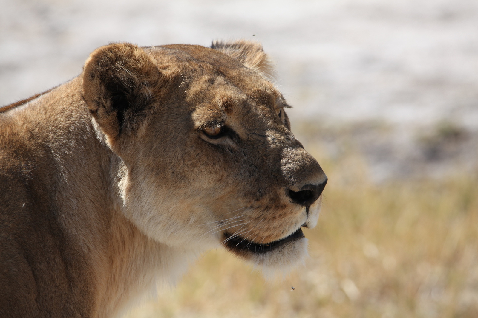 Khwai: Leeuw ( Panthera Leo).0201