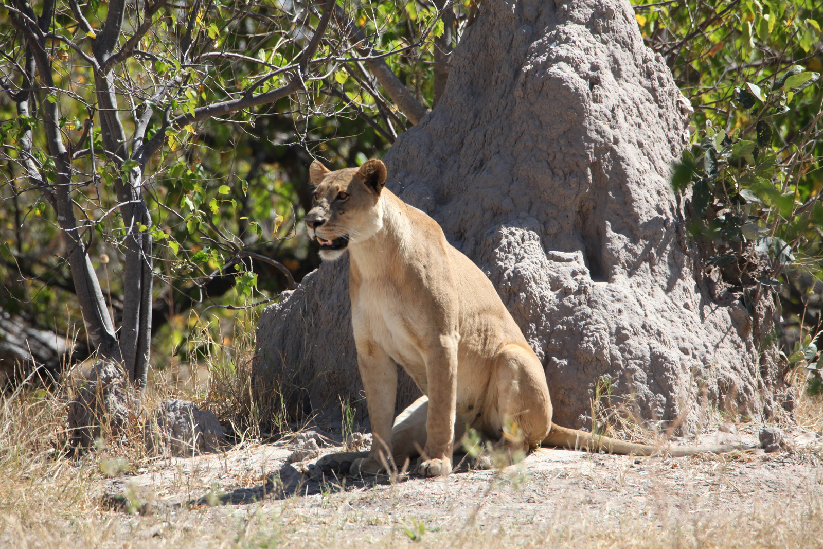 Khwai: Leeuw ( Panthera Leo).0206