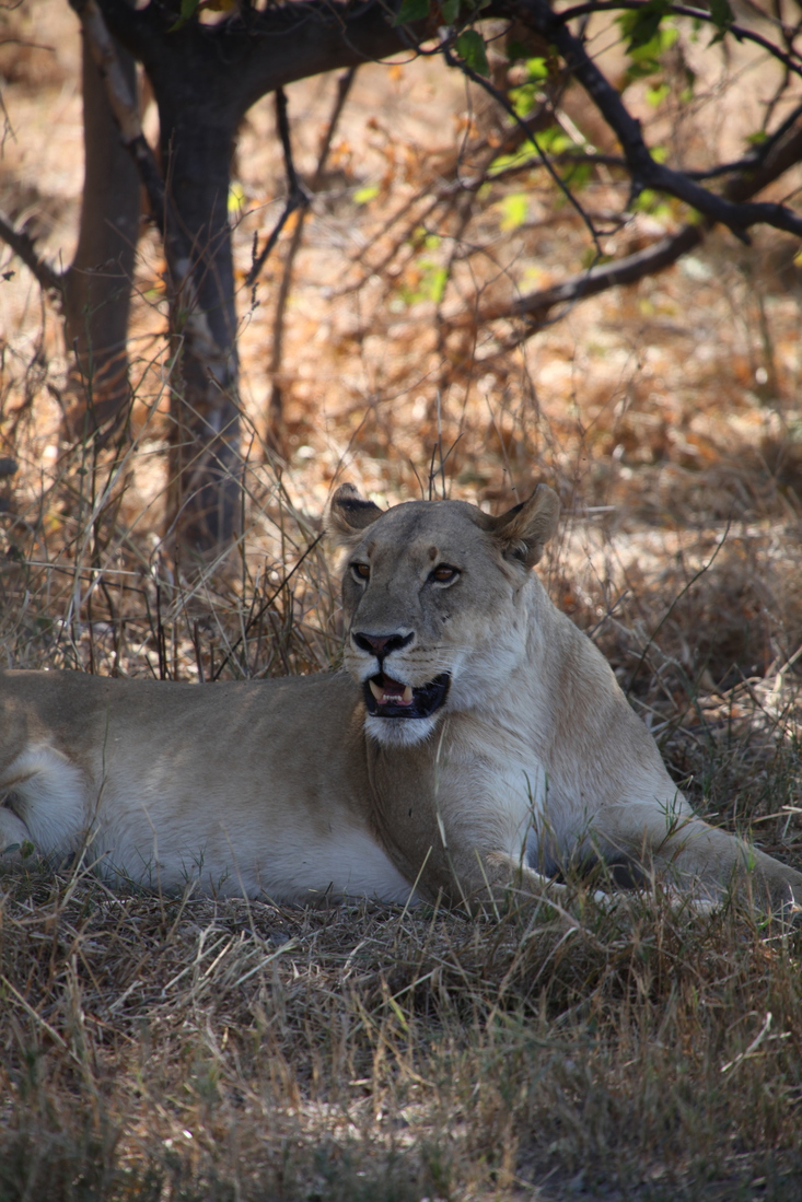Khwai: Leeuw ( Panthera Leo).0214