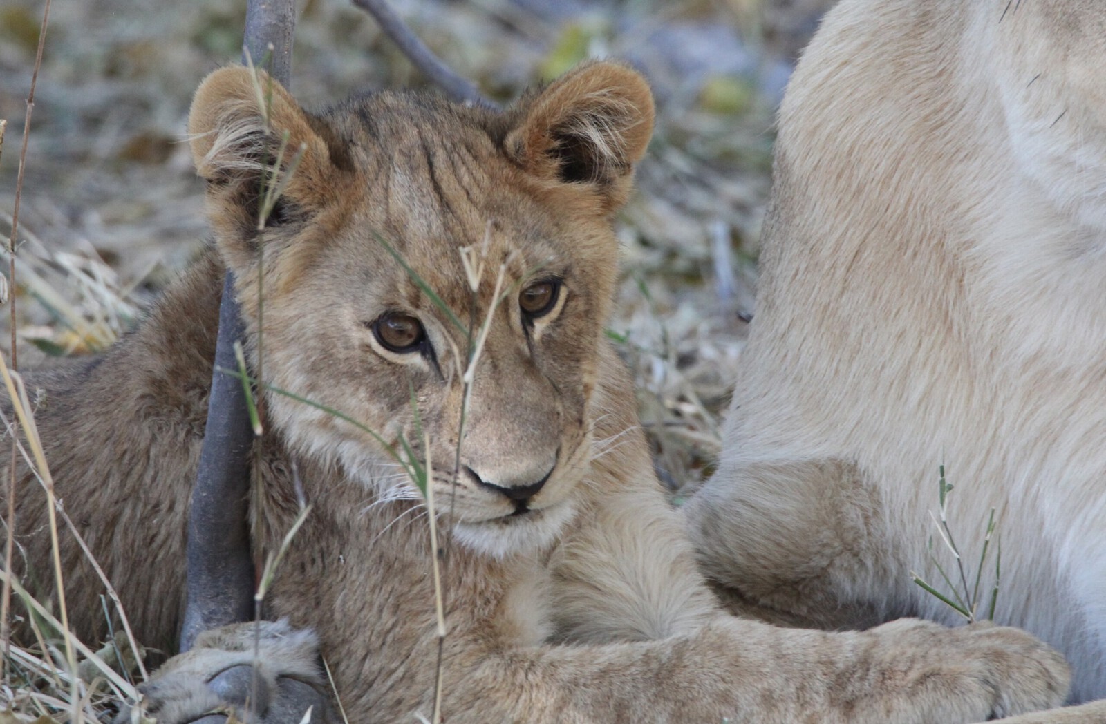 Khwai: Leeuw ( Panthera Leo).0216