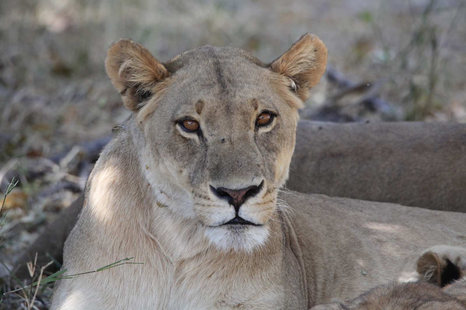 Khwai: Leeuw ( Panthera Leo).0219