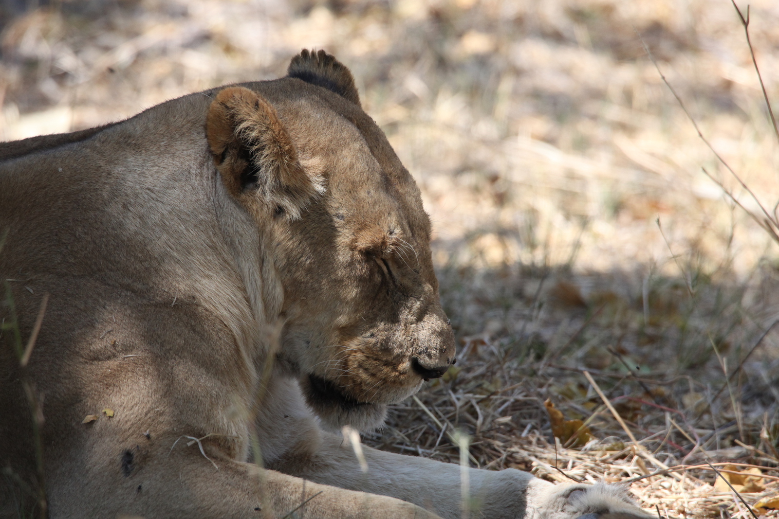 Khwai: Leeuw ( Panthera Leo).0223