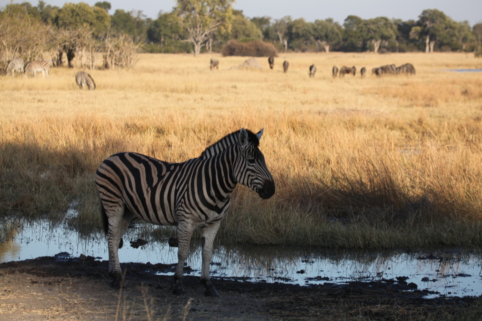 Moremi: Zebra (Equus Quagga).0275